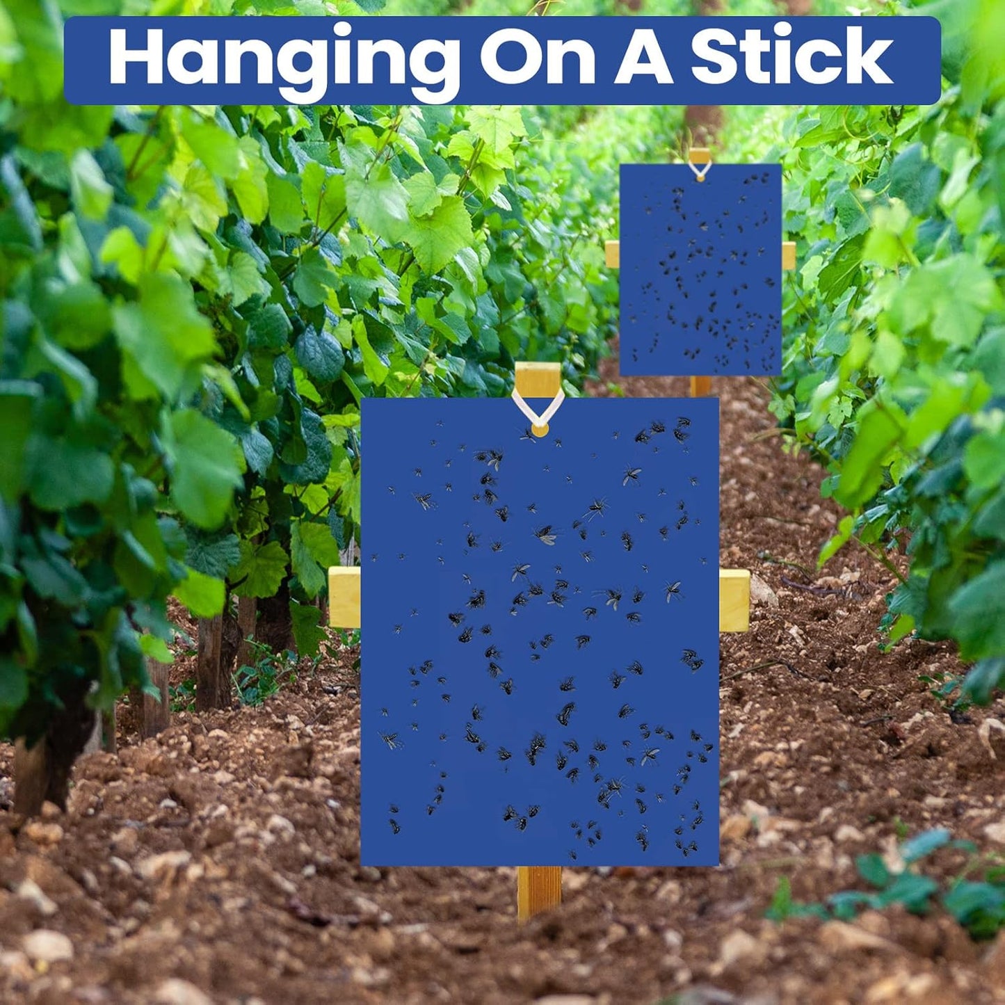 Qualirey 50 Pcs 6 x 8 Inch Sticky Traps for Plant Double Sided Sticky Trap for Gnats with Twist Ties Fly Traps for Fruit Insect Fungus Bugs Indoor Outdoor (Blue)