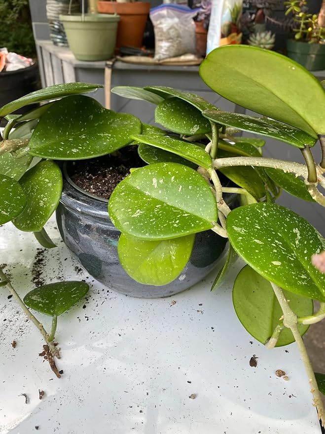 Gardenera Hoya Plant Premium Potting Mix - 1 Quart - Optimal Balance for Thriving Hoyas: Air, Moisture, and Nutrient Retention