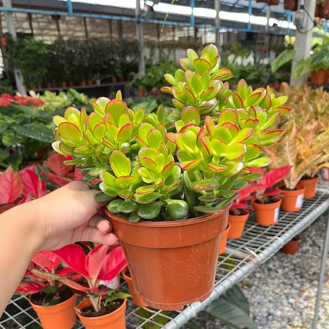 Dwarf Jade with Green Stripe Pot, Live Crassula Ovata Crosby's Compact, Rare Cute Succulent Plant in 4" Planter, Home Office Décor
