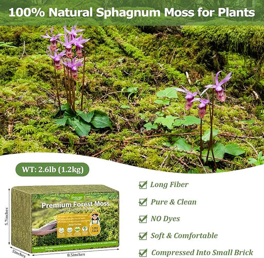 Legigo 2.6LBS Premium Forest Moss for Plants, 50 QT Natural Green Sphagnum Moss for Potted Plants, Dried Orchid Moss Potting Mix, Soft Real Moss Decorative for Houseplants Orchids Succulents Reptiles