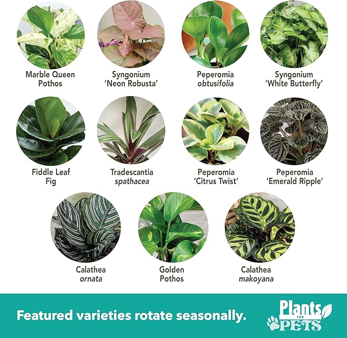 Essential Houseplant Collection (4PK) Live Plants Indoor Plants Live Houseplants in Plant Pots, Easy House Plants Indoors Live, Snake Plant, Pothos in Potting Soil, Clean Air Plants by Plants for Pets