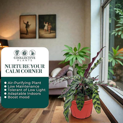 Calathea Lancifolia 'Rattlesnake' | Live Plant, Live Indoor, Easy to Care, and Low Maintenance Houseplant (6" pots Wide) (6-inch Pot)