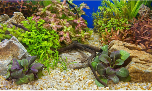 Aquarium Background Various Underwater Grass Plants Pebble Aquarium Backdrop Vivid and Fresh Green Aquatic Plants Stone River Bed and Dead Wood Purple Leaves Tank Background Vinyl 36x20in