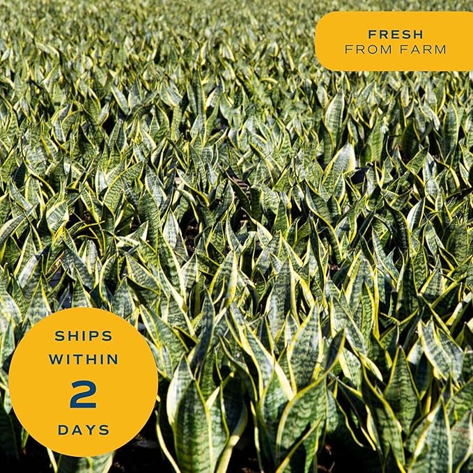 Costa Farms Sansevieria Grower's Choice Snake Live Indoor Plant, 12-Inches Tall, Grower Pot