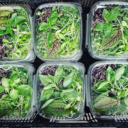 Active Grow T5 High Output 2FT LED Grow Light Bulb - T5 Grow Lights for Indoor Plants, Veg, Bloom, Leafy Greens & Microgreens - 12W - Sun White Full Spectrum High CRI 95 - Plug & Play - 4-Pack