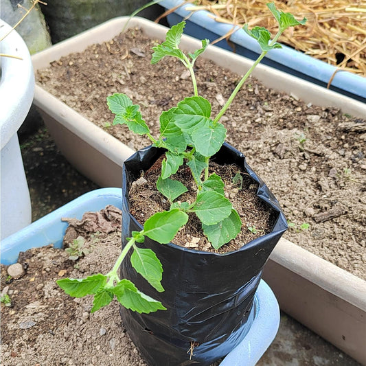 Belit 100 Pcs Plant Nursery Bags, Plastic Seedling Pots Container for Fruit Tree, Flower, Starting saplings, Plant Grow(4.7"x7.3")