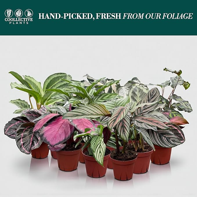CoollectivePlants Calathea Assorted Collection – Live Indoor Plants in 4" Grower’s Pots (10 Pack), Easy to Grow Beginner Houseplants, Includes UniHeat Pack for Winter Protection