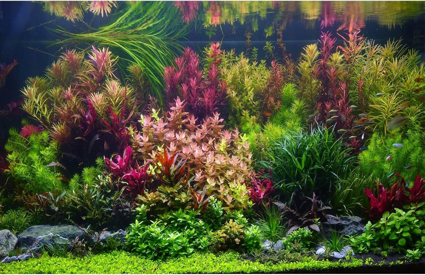 Aquarium Background Various Vivid Fresh Underwater Aquatic Plant Fish Tank Aquarium Backdrop Stone River Bed and Lake Fish Terrarium Background Decor Vinyl 24x16in