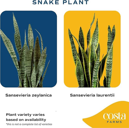 Costa Farms Sansevieria Grower's Choice Snake Live Indoor Plant, 12-Inches Tall, Grower Pot