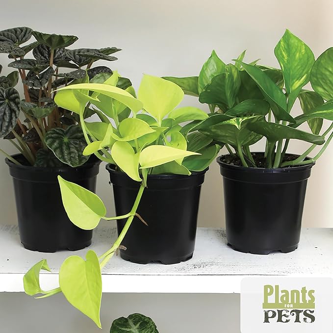 Essential Houseplant Collection (4PK) Live Plants Indoor Plants Live Houseplants in Plant Pots, Easy House Plants Indoors Live, Snake Plant, Pothos in Potting Soil, Clean Air Plants by Plants for Pets