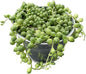 Sprout N Green 4" String of Pearls with Vintage Metal Pot, Live Trailing Succulent House Plant for Home Office Wedding Hanging Decoration, DIY Projects, Party Favor