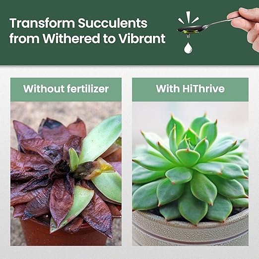 16oz Succulent Fertilizer - Makes 32 Gallons of Succulent Plant Food for Succulents Plants Live, Liquid Fertilizer for Succulents - Promotes Vibrant Leaves, Resilient Roots, and Plump Growth
