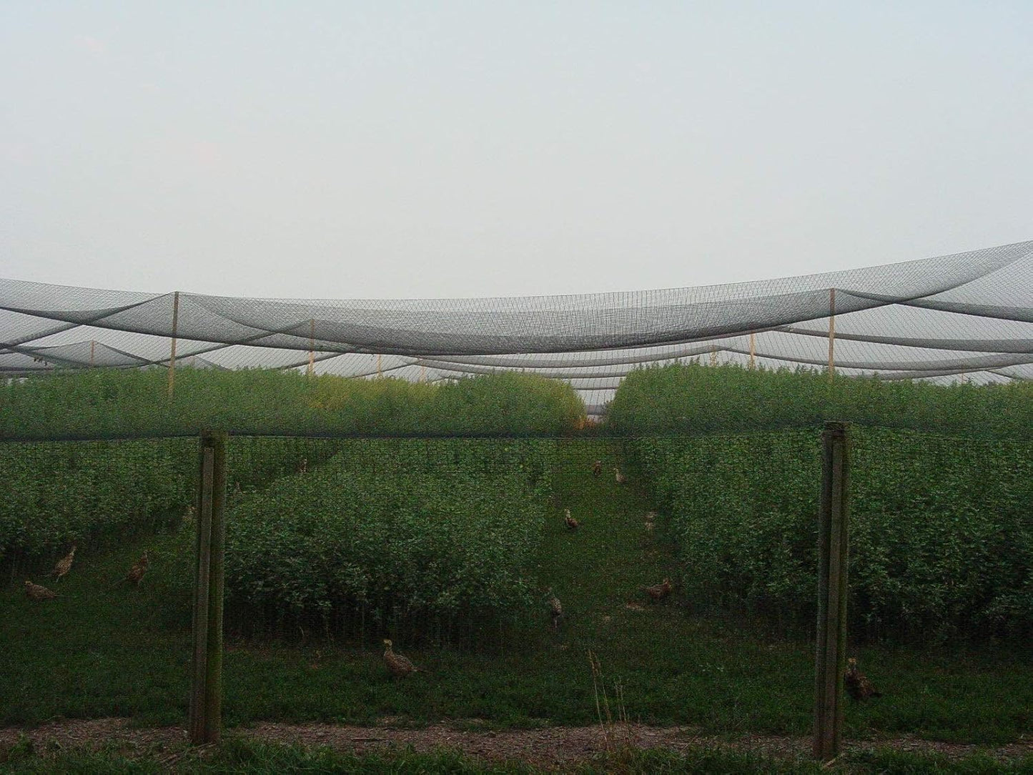 Excursions Aviary Netting 1" Heavy Knotted Poultry Net (6.25' x 150')