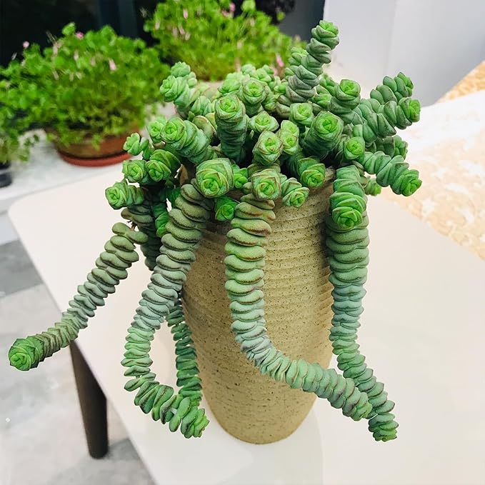 4" String of Buttons in Green Stripe Pot, Live Crassula 'Baby's Necklace' Trailing Succulent, Rare House Plant for Home Office Wedding Hanging Decoration, DIY Projects, Party Favor