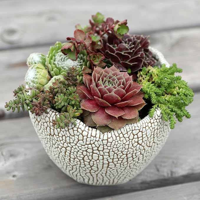 Mountain Crest Gardens Hardy Succulent Variety Pack - 20 Frost-Tolerant Live Plants, Rooted in 2 Inch Pots - Real Outdoor Succulents for Rock Gardens, Landscaping, DIY Arrangements