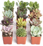 Shop Succulents Unique Succulent Plant Pack Collection - Live Mini Succulent Plants, Low Maintenance, Exceptional Colors & Textures - Wedding and Party Favors, Gift & Garden, Pack of 12