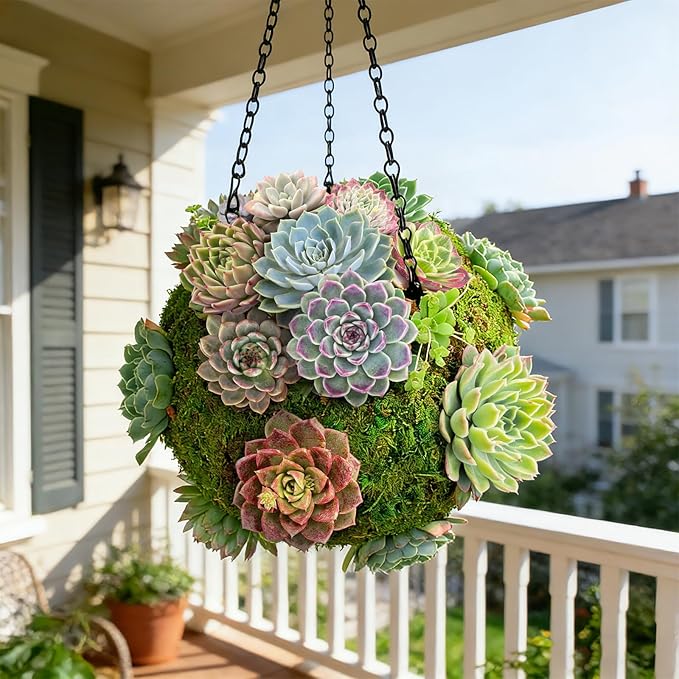 6 Pack Succulent Plants with Root and Soil, Easy to Grow (Assorted Varieties Without Pots)