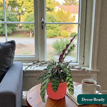 Calathea Lancifolia 'Rattlesnake' | Live Plant, Live Indoor, Easy to Care, and Low Maintenance Houseplant (6" pots Wide) (6-inch Pot)