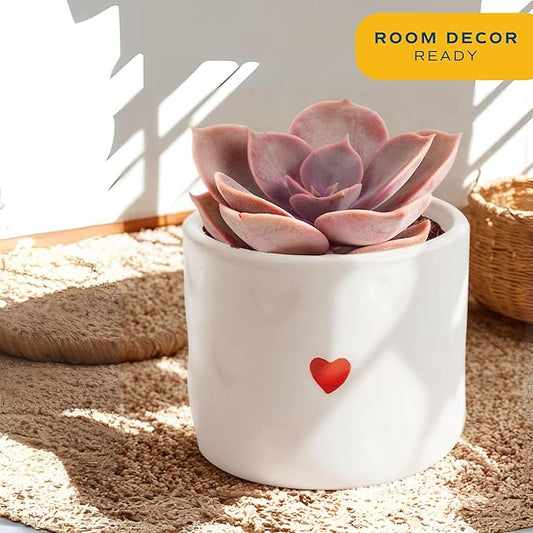 Costa Farms Mini Succulent Live Plant in Decorative Pot, Easy to Maintain Succulent Indoor Houseplant, Perfect for Home, Room, or Office Decor, Great House Warming or Birthday Gift, 2-3.5 Inches Tall