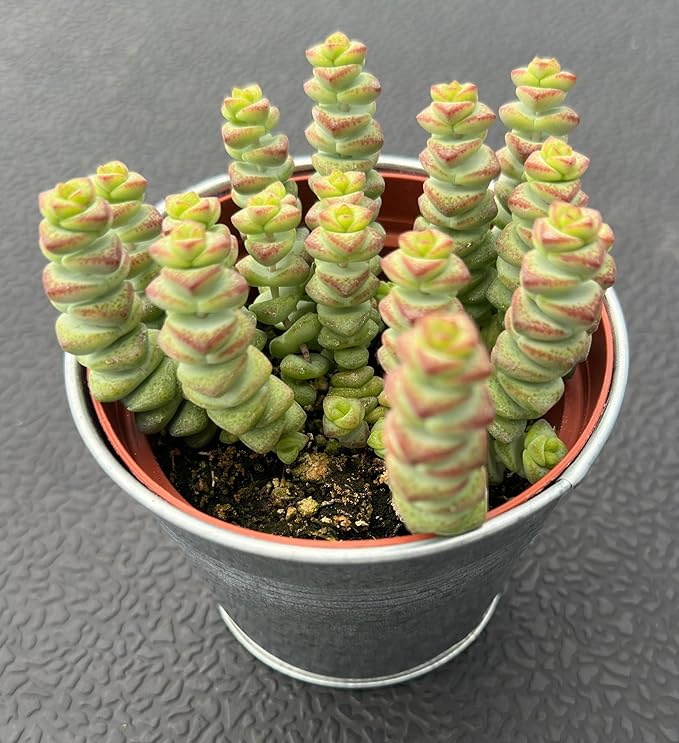 4" Crassula 'Baby's Necklace' in Vintage Metal Pot, Live String of Buttons Trailing Succulent, Rare House Plant for Home Office Wedding Hanging Decoration, DIY Projects, Party Favor