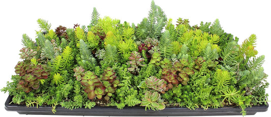 Sedum Tile, Live Sedum Succulent Planter, Stonecrop Plant Sedum Mat, Preplanted Succulent Sedum Carpet, Live Flowering Plants Sedum Planter, Sedum Plant Succulents Live Plant Wall by Plants for Pets