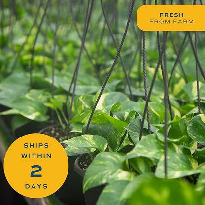 Costa Farms Golden Pothos Live Plant, Devil's Ivy in Hanging Basket Pot, Easy to Maintain, Large Air Purifying Indoor Houseplant, Home, Room, or Office Decor, House Warming or Birthday Gift