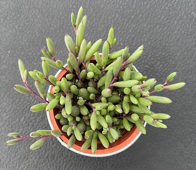 4" Ruby Necklace with Vintage Metal Pot, Live Othonna capensis L.H.Bailey Succulent, Purple Hanging Trailing House Plant for Home Office Wedding Decoration DIY Project Party Favor