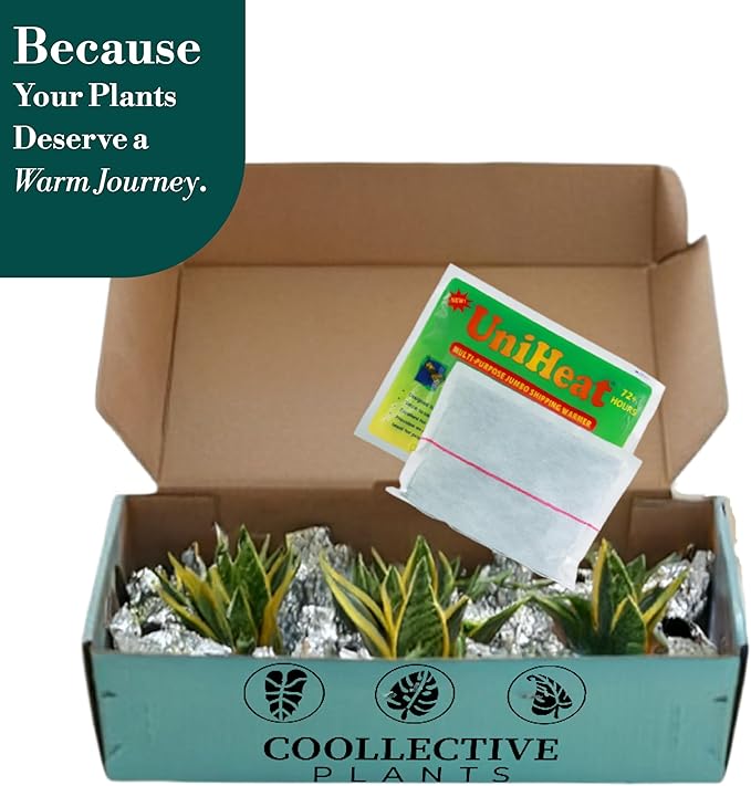 CoollectivePlants Calathea Assorted Collection – Live Indoor Plants in 4" Grower’s Pots (10 Pack), Easy to Grow Beginner Houseplants, Includes UniHeat Pack for Winter Protection