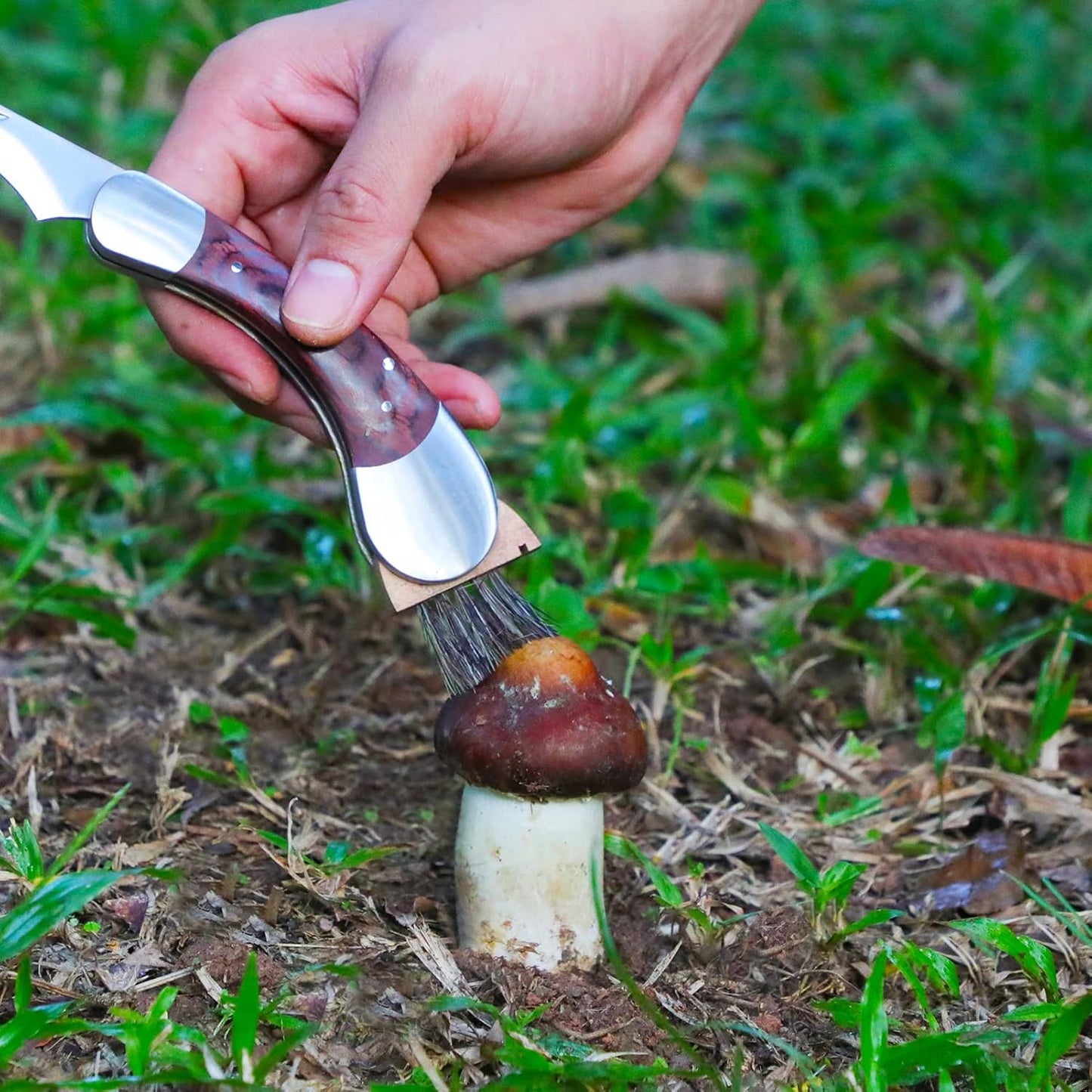 Mushroom Foraging Knife - Folding Knife with Brush and Sheath for Mushroom Lovers