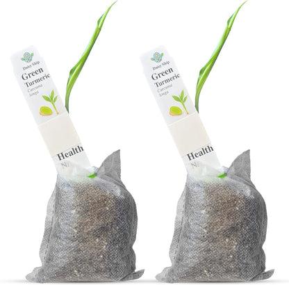 Green Turmeric Live Plant - (Curcuma aeruginosa) - Rare Medicinal Herb, Vibrant Pink Flowers, Ideal for Tropical Gardens (2 Green Turmeric Bags)