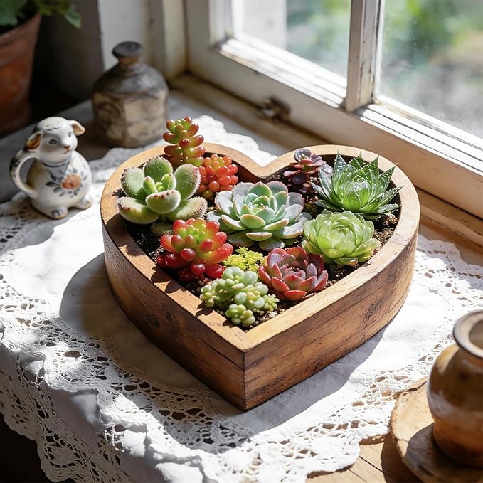 6 Pack Succulent Plants with Root and Soil, Easy to Grow (Assorted Varieties Without Pots)