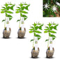 Live Angel Wing Jasmine (Jasminum Nitidum) Plants - Fragrant, White Blooming Evergreen Shrub for Any Garden (4 jas Angel Bags)