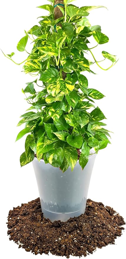 Gardenera Premium Pothos Potting Soil Mix - Air Cleaning Plant Mix, for Pothos, Parlor Palm, Peace Lily (5 Quart Bag) Pothos Potting Mix