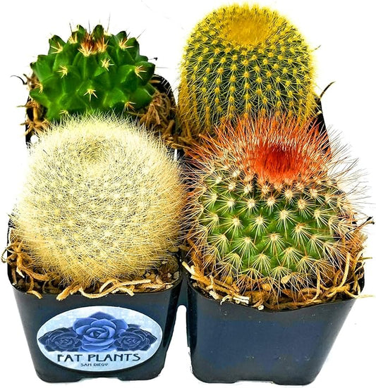 Fatplants Mini Cactus Plants Live Plants (4 Pack), Cactus Plant Indoor Live Plants, Cacti Plants Live Cactus Decor, Succulents Plants Live Houseplants, Mini Cactus Gifts in Cactus Soil Potting Mix