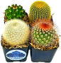 Fatplants Mini Cactus Plants Live Plants (4 Pack), Cactus Plant Indoor Live Plants, Cacti Plants Live Cactus Decor, Succulents Plants Live Houseplants, Mini Cactus Gifts in Cactus Soil Potting Mix