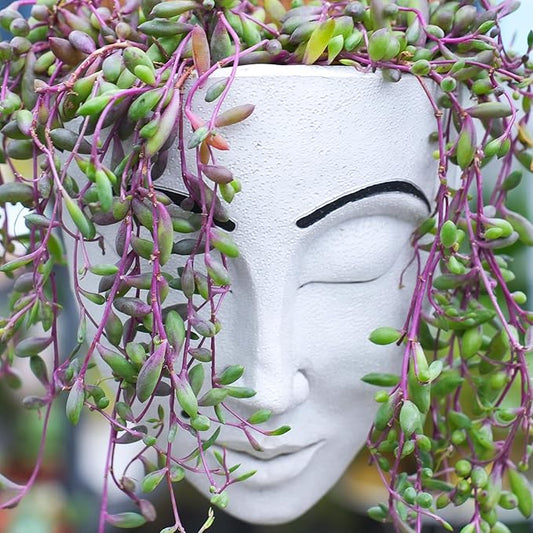 4" Ruby Necklace with Green Stripe Pot, Live Othonna capensis L.H.Bailey Succulent, Purple Hanging Trailing House Plant for Home Office Wedding Decoration DIY Project Party Favor