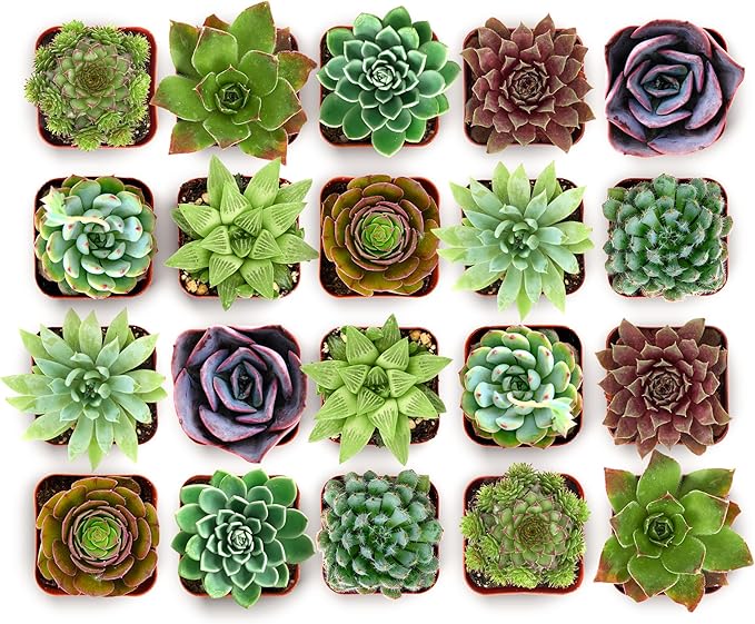 Shop Succulents Echeveria & Rosette Live Succulent Variety Pack – Fully Rooted 2" Potted Plants for Gifts, Favors, DIY Projects, Terrariums, Home Décor, and Garden Arrangements, 40 Pack