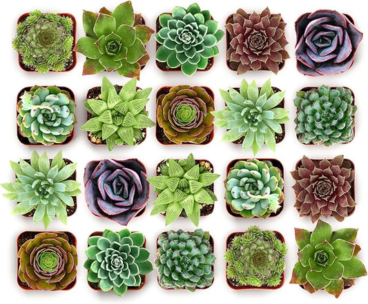 Shop Succulents Echeveria & Rosette Live Succulent Variety Pack – Fully Rooted 2" Potted Plants for Gifts, Favors, DIY Projects, Terrariums, Home Décor, and Garden Arrangements, 40 Pack
