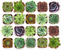 Shop Succulents Echeveria & Rosette Live Succulent Variety Pack – Fully Rooted 2" Potted Plants for Gifts, Favors, DIY Projects, Terrariums, Home Décor, and Garden Arrangements, 100 Pack