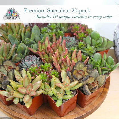 Altman Plants, Live Succulent Plants (20 Pack) Assorted Potted Succulents Plants Live House Plants in Cacti and Succulent Soil Mix, Cactus Plants Live Indoor Plants Live Houseplants in Planter Pots