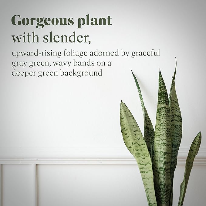 American Plant Exchange Snake Plant – Large 10-Inch Pot Green Sansevieria Zeylancia, Low-Maintenance, Air-Purifying Live Houseplant for Home, Office, or Outdoor Patio Garden Décor