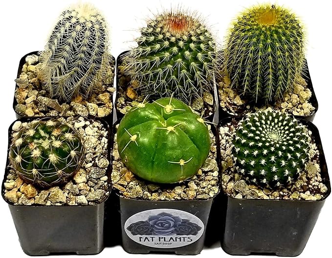 Fatplants Cactus Plants (Pack of 6), Mammillaria Cactus Plants Live in Cactus Soil, Opuntia Cactus Live Plants, Cacti Plants, Cactus Décor Succulent, Cacti Décor Drought Tolerant Plants