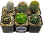 Fatplants Cactus Plants (Pack of 6), Mammillaria Cactus Plants Live in Cactus Soil, Opuntia Cactus Live Plants, Cacti Plants, Cactus Décor Succulent, Cacti Décor Drought Tolerant Plants
