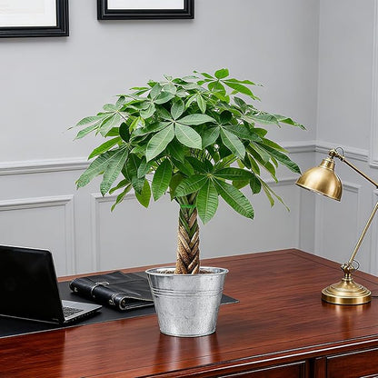 Sprout N Green Small Money Tree with 5 Lucky Braid, Live Plant with Vintage Metal Pot, Decoration for Indoor Home Office Tabletop Windowsill Side Table, Housewarming Christmas Gift, 8-10" Tall