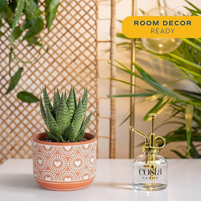 Costa Farms Haworthia, Succulent Live Plant in Decorative Pot, Easy to Maintain Succulent Indoor Houseplant, Home, Room, or Office Decor, House Warming or Birthday Gift, 4-6 Inches Tall