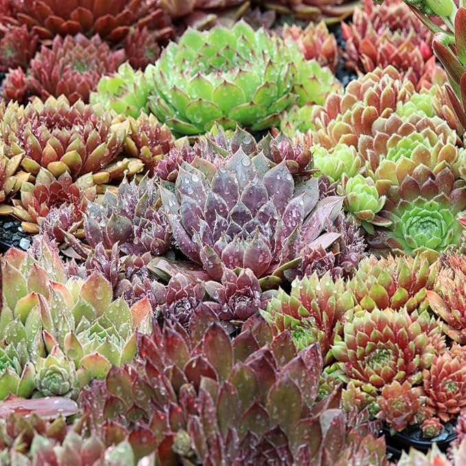 Mountain Crest Gardens Sempervivum Succulent Variety Pack - 20 Hardy Live Rosette Plants, No Repeats, Rooted in 2 Inch Pots - Succulents for Rock Gardens, Containers, DIY Displays
