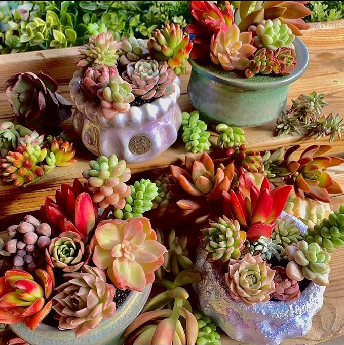 Succulent Cuttings 12pcs Rare Succulents Plants Live, Bare Root Without Pot Soil,No Repeats – Indoor Outdoor DIY Garden Decor Wedding Favors Terrarium Starter Kit