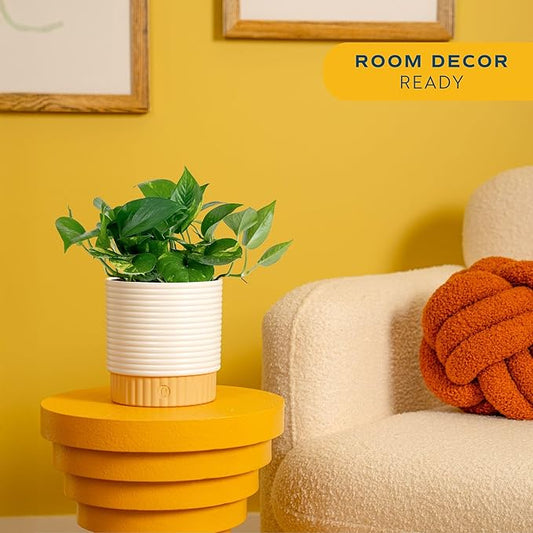 Costa Farms Golden Pothos Live Plant in Decorative Pot, Easy to Maintain, Air Purifying Indoor Houseplant, Home, Room, or Office Decor, Great House Warming or Birthday Gift, 12-14 Inches