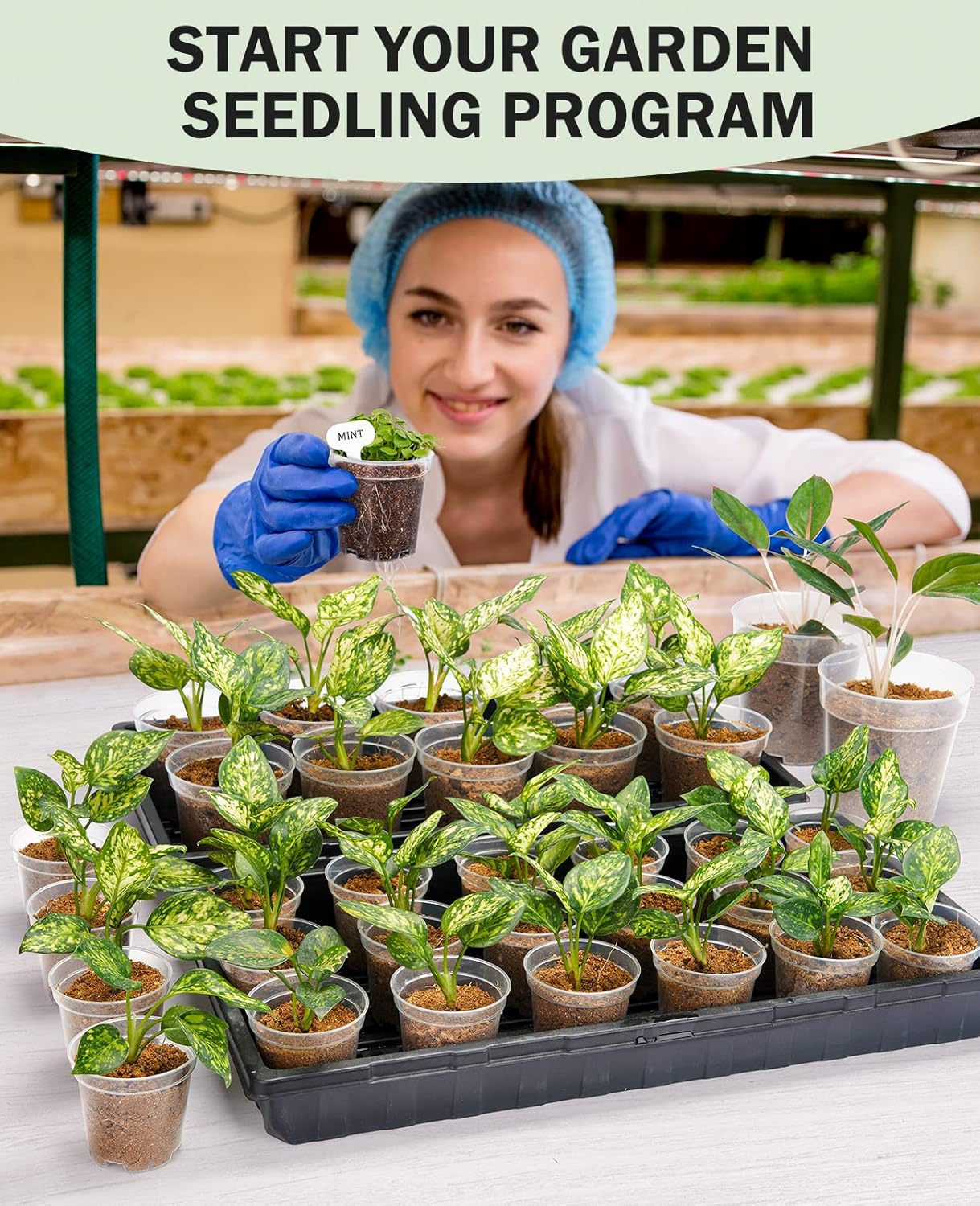 homenote Clear Nursery Pots for Plants,3 Inch Plant Pot for Planting Plastic Seedling with Drainage Holes Seed Starter Flower High Transparency with 20 Labels (60 Pack)