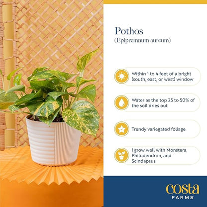 Costa Farms Golden Pothos Live Plant, Devil's Ivy in Decorative Pot, Easy to Maintain, Air Purifying Indoor Houseplant, Home, Room, or Office Decor, House Warming or Birthday Gift, 12-14 Inches Tall